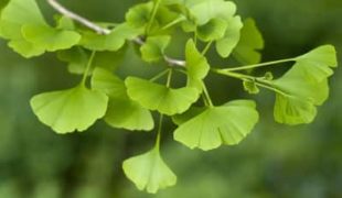 organic natural herb ginkgo biloba extract cerebral prime cerebral sleep works brain health energy nootropics limitless pill supplement enhance deep rem sleep motivation focus memory creativity productivity mental speed health immune system anti-aging cerebral sleep cerebral prime cerebralprime.com